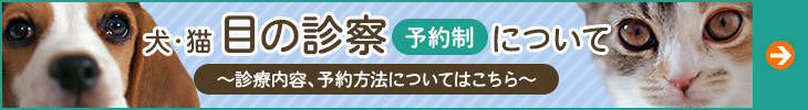 犬・猫 目の診察（予約制）について　～診療内容、予約方法についてはこちら～