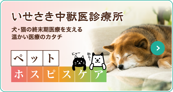 いせさき中獣医診療所 犬・猫の終末期医療を支える温かい医療のカタチ