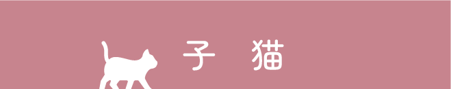 子猫