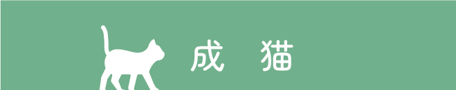 成猫