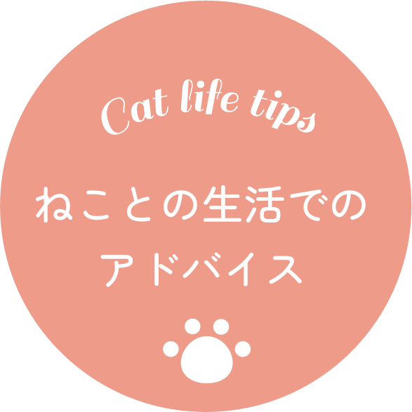 ねことの生活でのアドバイス