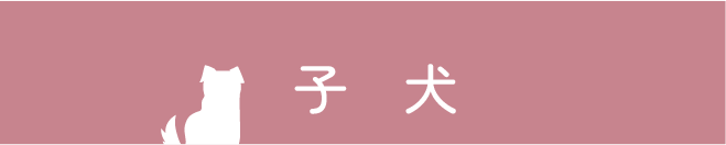 子犬