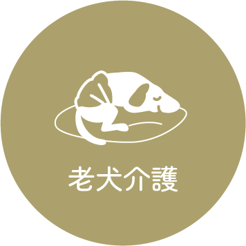老犬介護