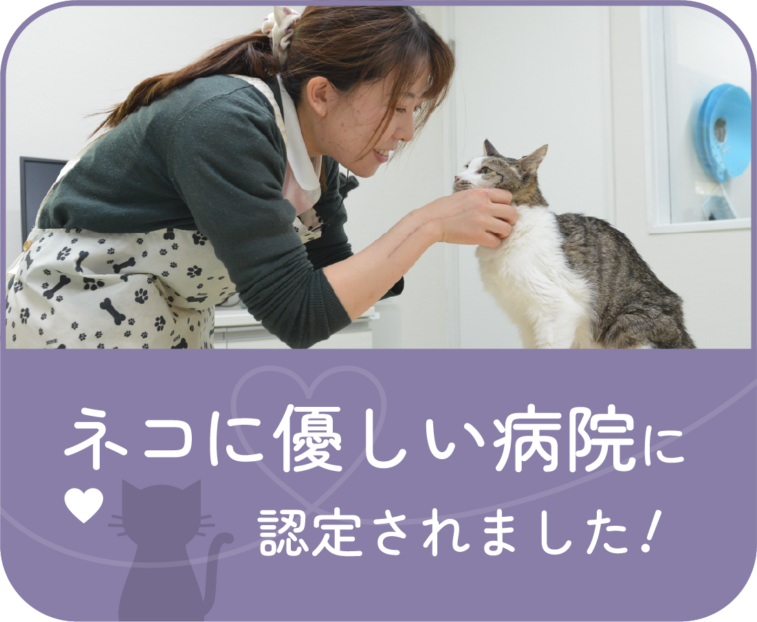 ネコに優しい病院に認定されました!