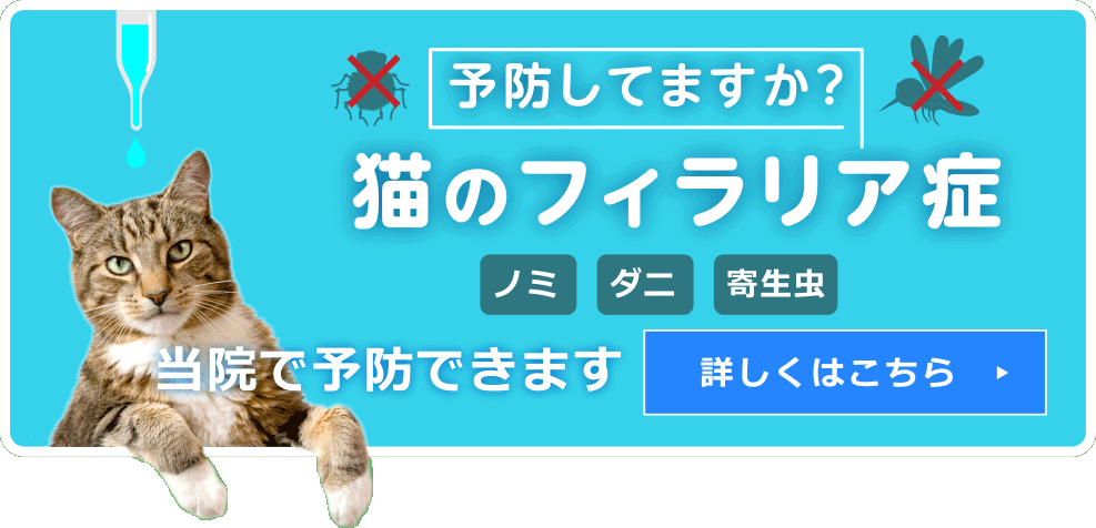 予防してますか？　猫のフィラリア症　蚊　ノミ　ダニ　寄生虫　当院で予防できます