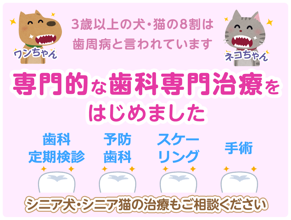 3歳以上の犬・猫の8割は歯周病と言われています　専門的な歯科専門治療をはじめました