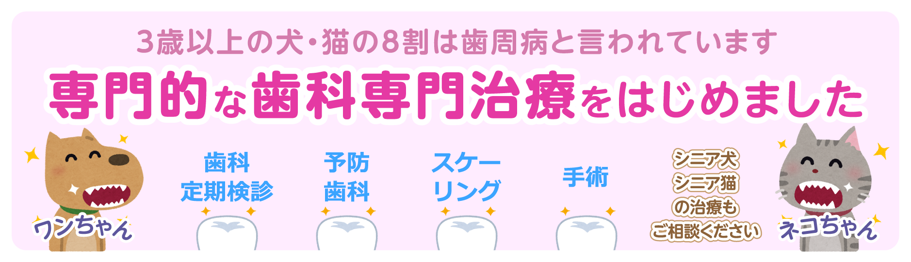 3歳以上の犬・猫の8割は歯周病と言われています　専門的な歯科専門治療をはじめました